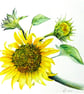 Set of Four Colourful Flower and Garden Blank Greeting Cards - Image 6