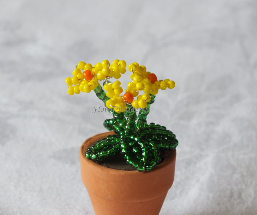 Miniature Yellow or Pink Beaded Primula 