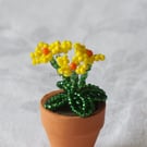 Miniature Yellow or Pink Beaded Primula 
