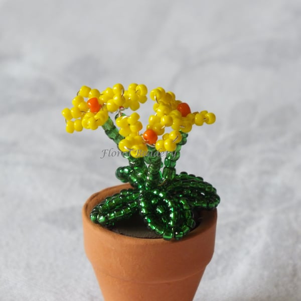 Miniature Yellow or Pink Beaded Primula 