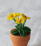 Miniature Yellow or Pink Beaded Primula  - Image 1