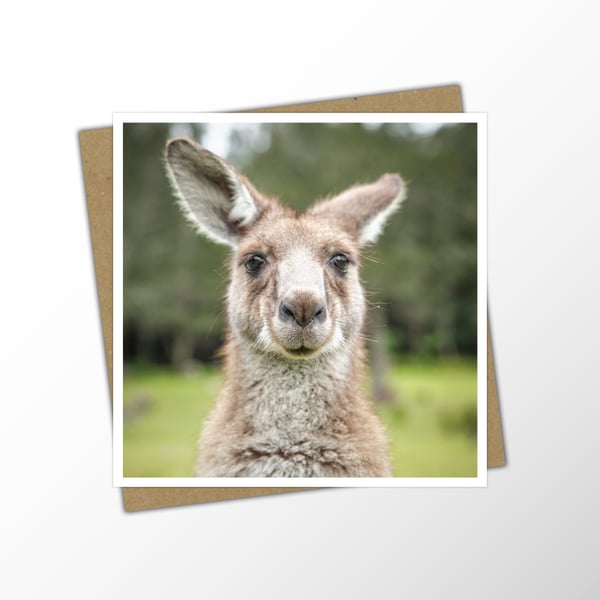 Kangaroo Blank Note Card - Photo Greetings Card For Any Occasion