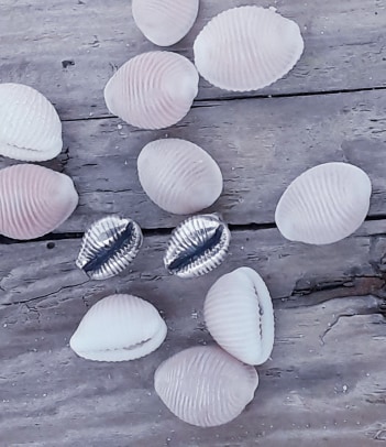 Grotie Buckie - Cowrie Shell Ear studs