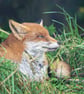 Sleepy Fox - Framed Photo - Image 2