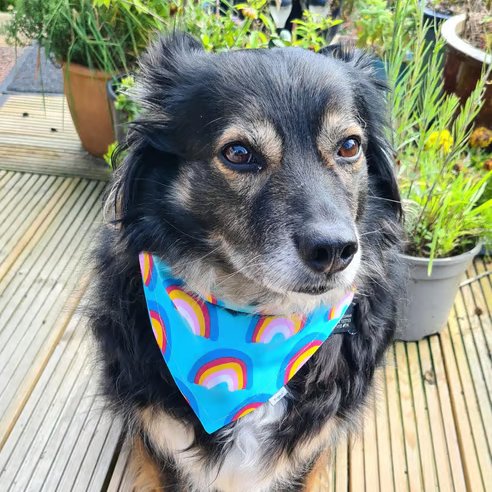 Scrunchie Dog or Cat Bandana - "Rainbow Joy", Easy Over the Head 