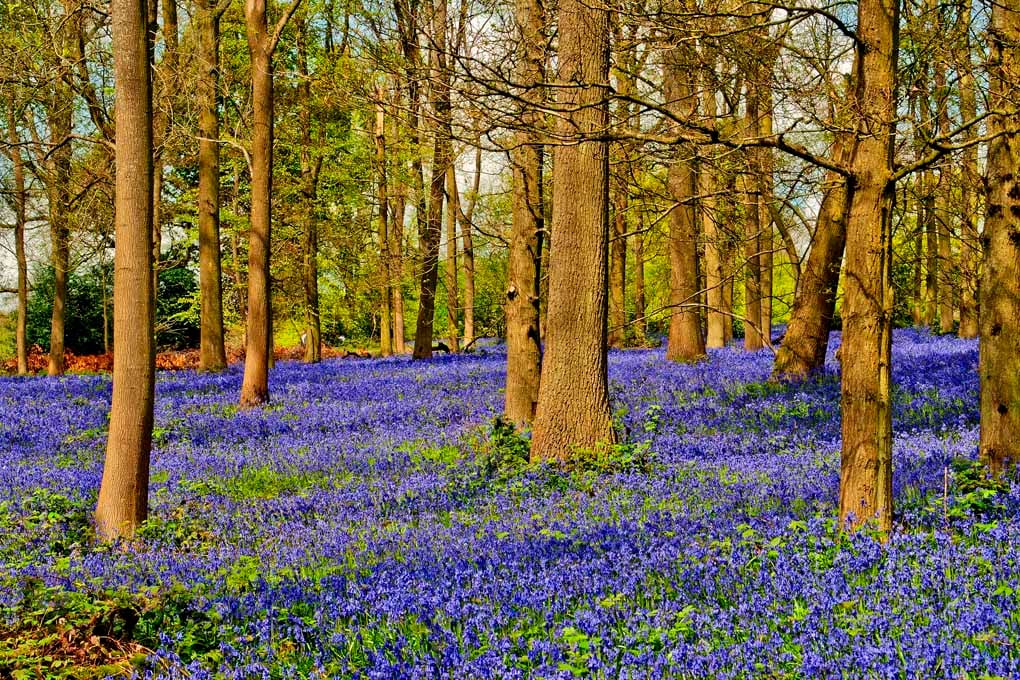 Bluebell Woods Spring Flowers Greys Court Oxfordshire Photograph Print