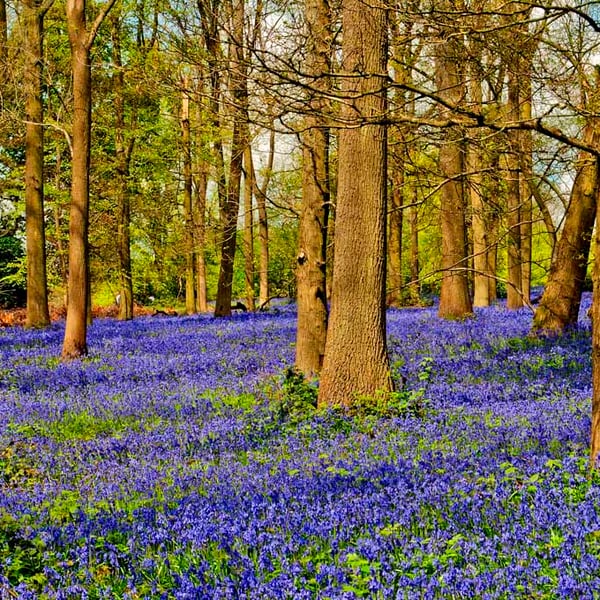 Bluebell Woods Spring Flowers Greys Court Oxfordshire Photograph Print