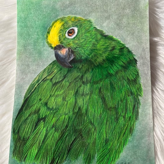 Original Green Parrot Drawing – Colour Pencil & Pastel Background