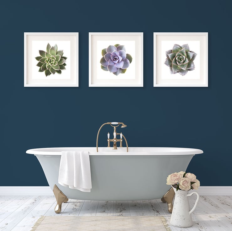 Set of three succulent prints - Plant wall art ... - Folksy