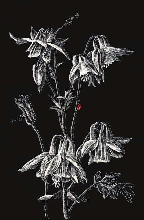 Columbine aquilegia scraperboard illustration, unmounted, 15.2 by 23cm