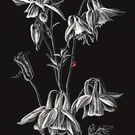 Columbine aquilegia scraperboard illustration, unmounted, 15.2 by 23cm
