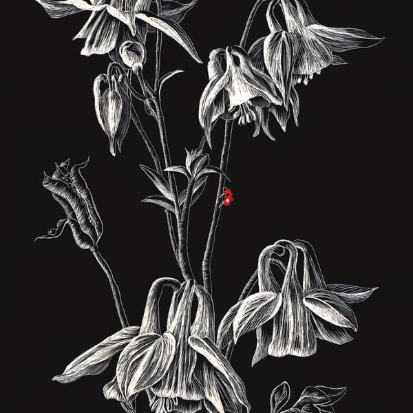 Columbine aquilegia scraperboard illustration, unmounted, 15.2 by 23cm