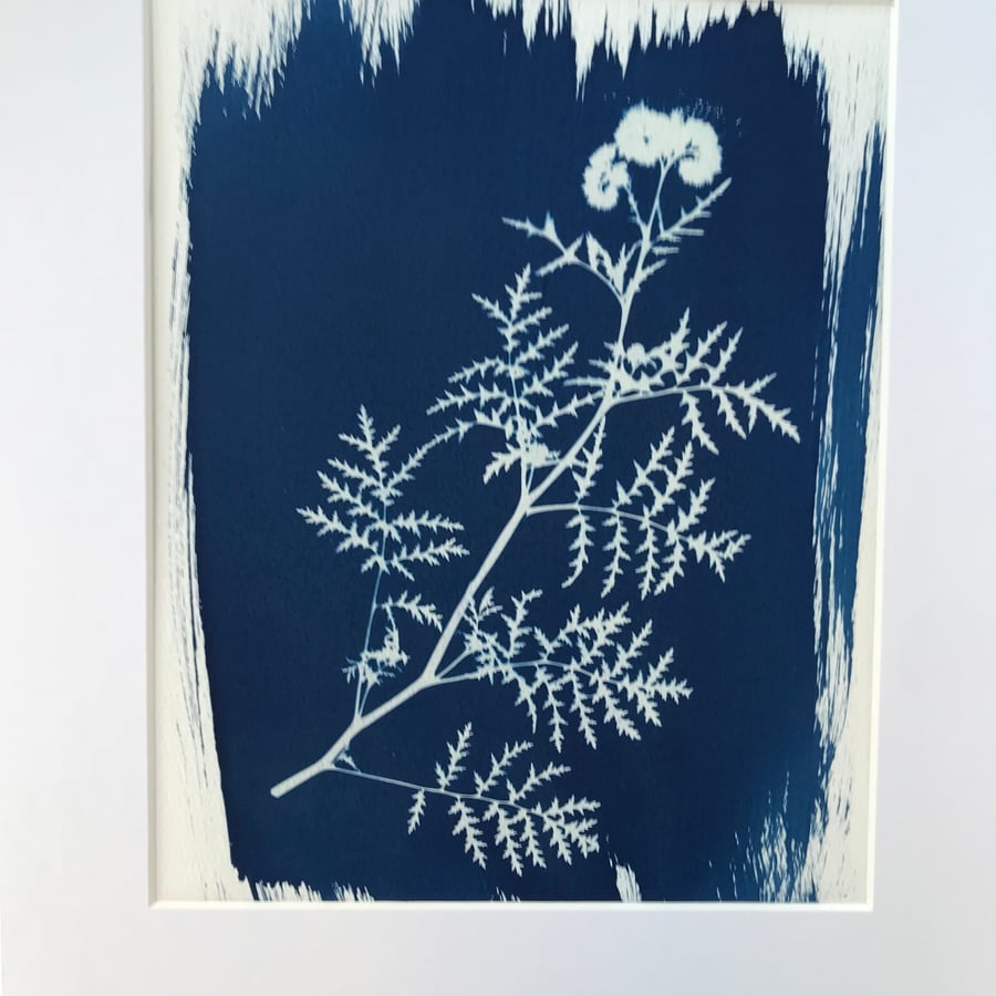 Art from the Fernleaf Fiddleneck- it finds favour with Traditional Cyanotype.