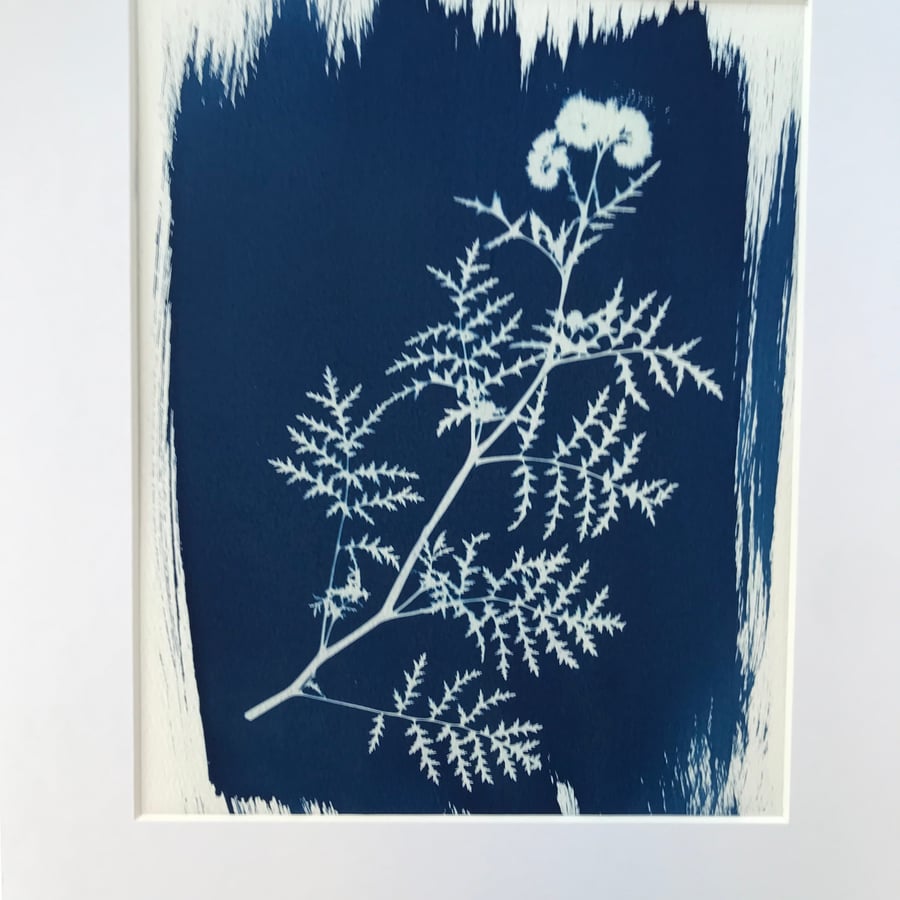 Floral art, Botanical art in Traditional Cyanotype, Wildflower gift, Wall art.