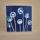 Dandelions Cyanotype Card