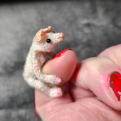 ClementinesCuriosities