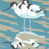Reflection (Avocets)