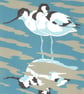 Reflection (Avocets)