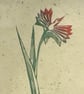 Phoenix Lily lino cut print - Image 1