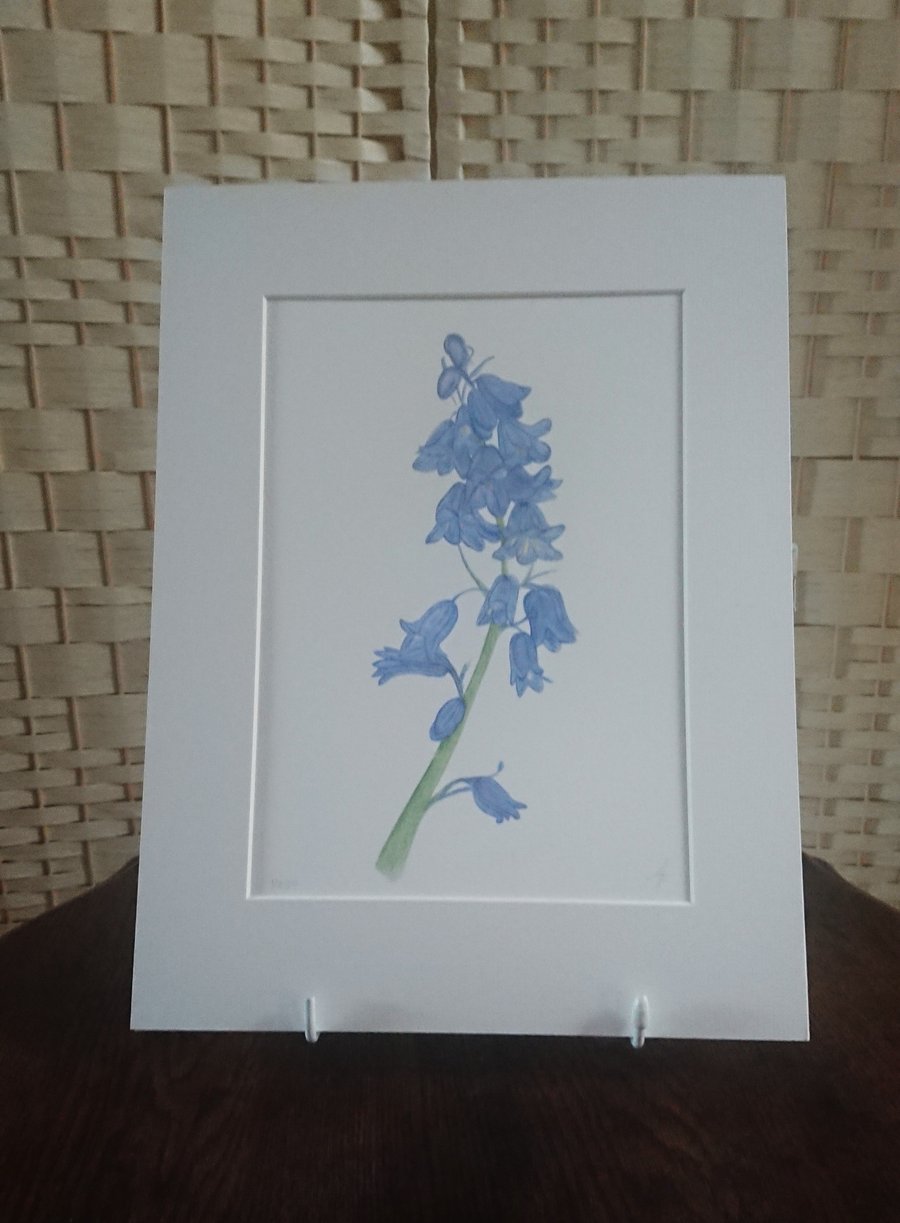 Pastel Bluebells a spring woodland flower limited edition giclee print