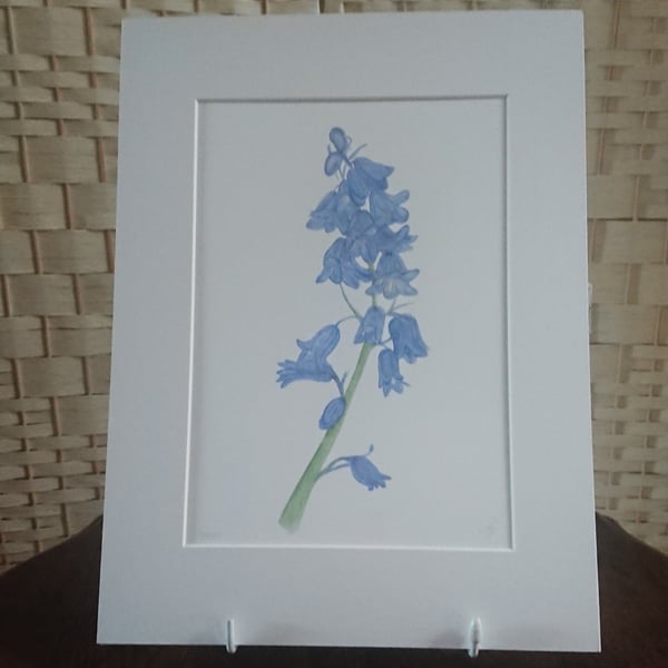 Pastel Bluebells a spring woodland flower limited edition giclee print