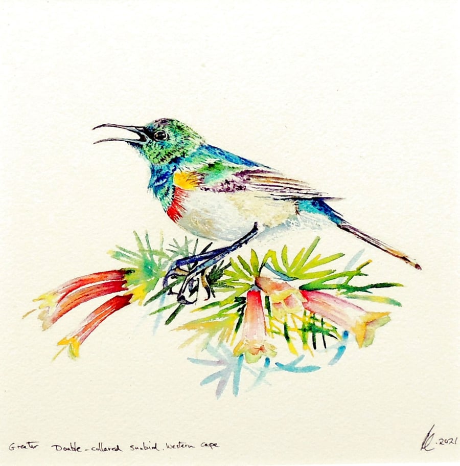 Framed Tropical Bird Watercolour Framed Botanical Original Painting