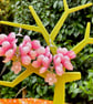 BLUSH PINK FLORAL EARRINGS silk flowers SAKURA BLOSSOM - Image 5