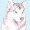 Hugo the Alaskan Malamute - Christmas Card