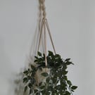 Simple macrame plant hanger