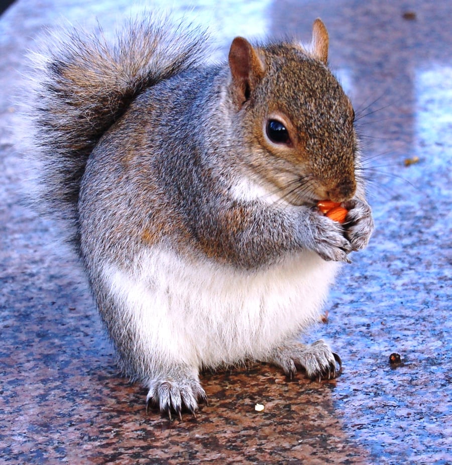 FAT SQUIRREL PHOTOGRAPHY