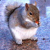 FAT SQUIRREL PHOTOGRAPHY