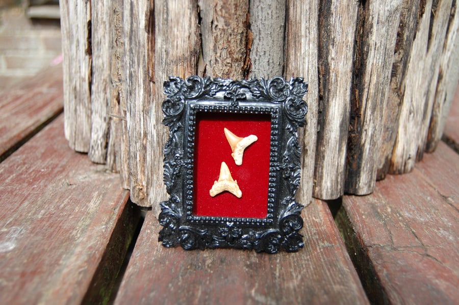 Fossil shark teeth in small frame