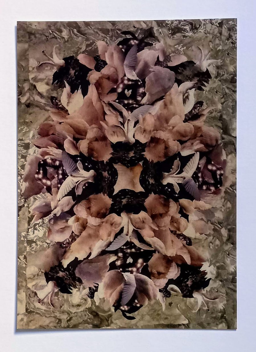 Swan Card 'Little Wing'  A5 - Blank Greeting Card