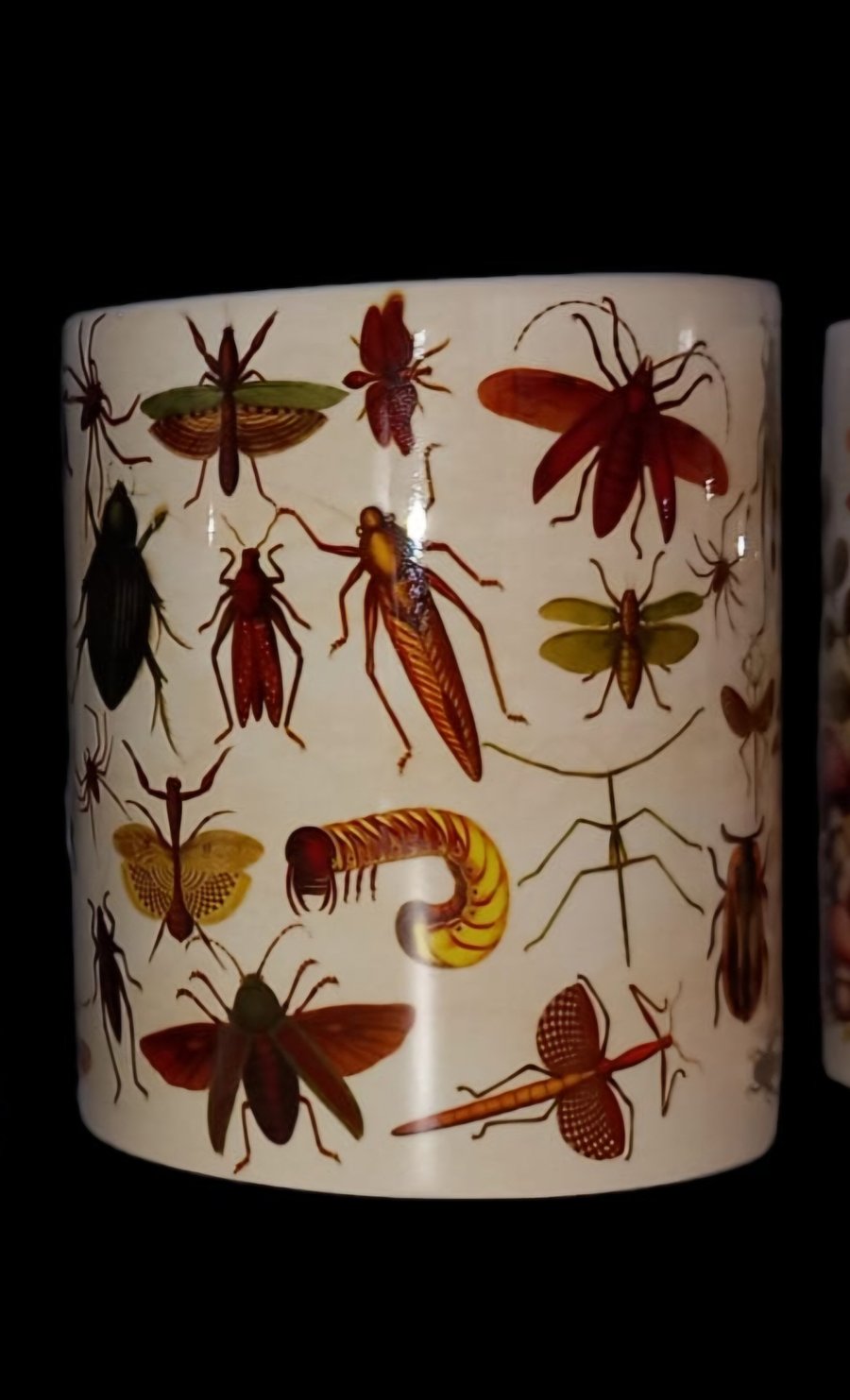 Insects Entomology Bugs Mug 11oz for Nature Nerds Bug Lover Gift