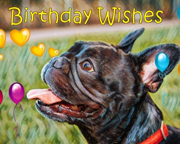 Birthday Wishes French Bulldog Card A5