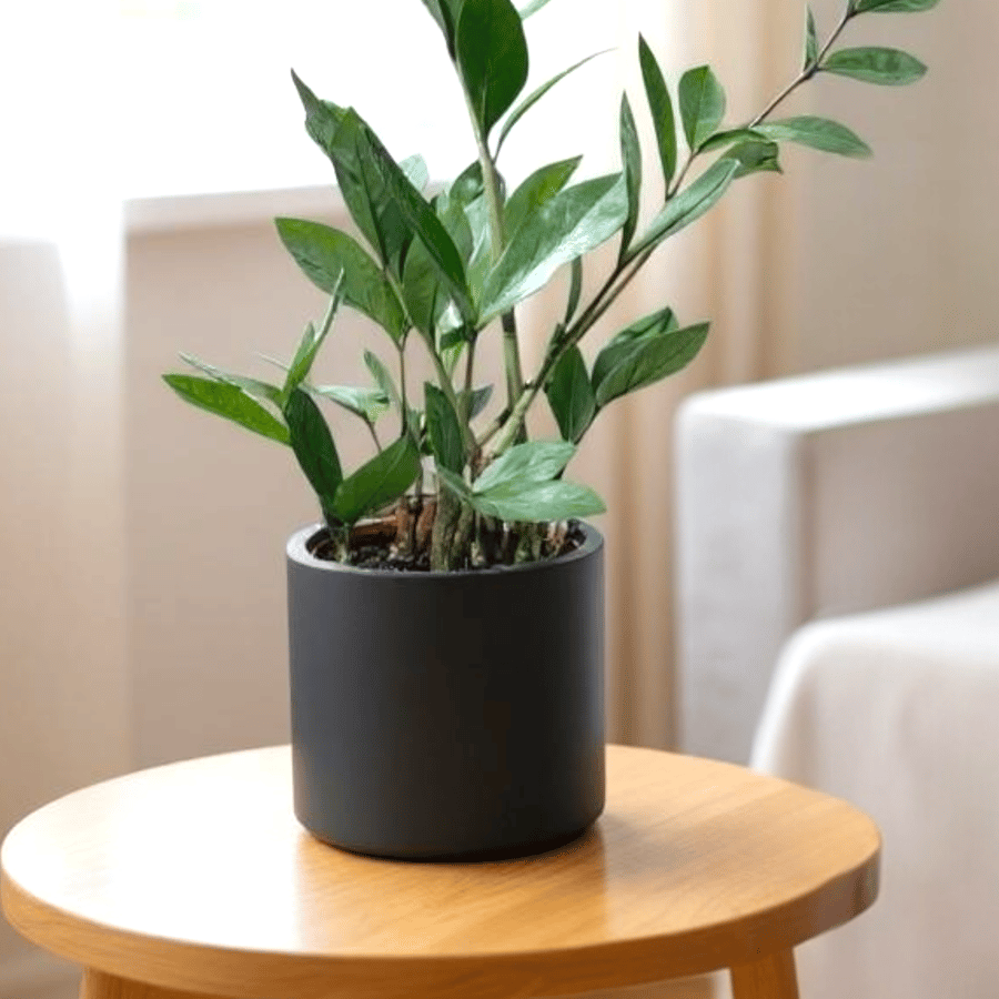 Large Black Plant Pot  - Solid Black Houseplant Pot Holder