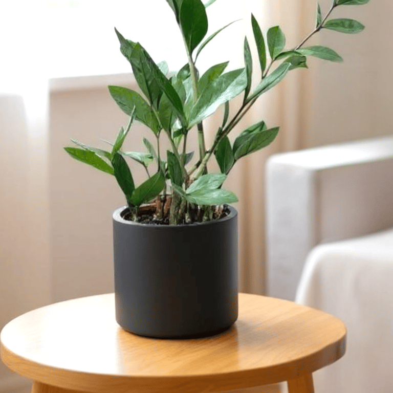 Large Black Plant Pot  - Solid Black Houseplant Pot Holder