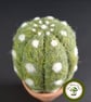 Desert Cactus. Needle Felted with Wool Fibres. Real Terracotta Pot. - Image 3