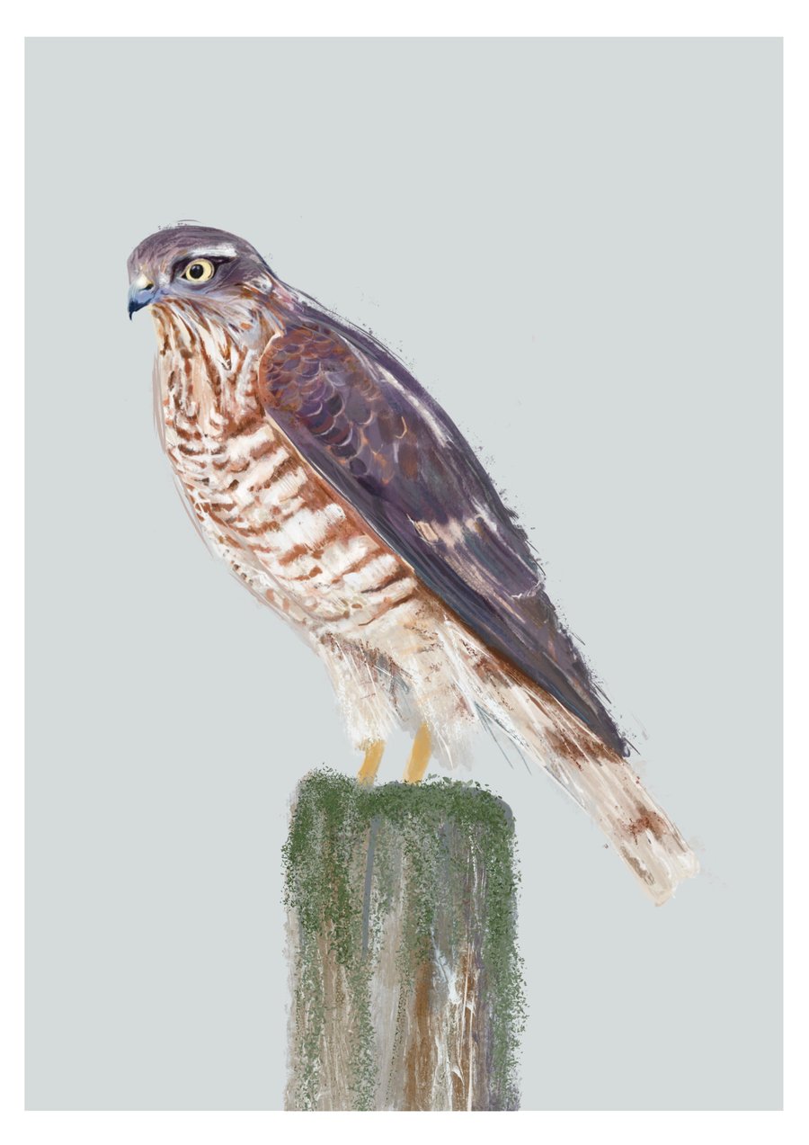 Sparrow Hawk Art print