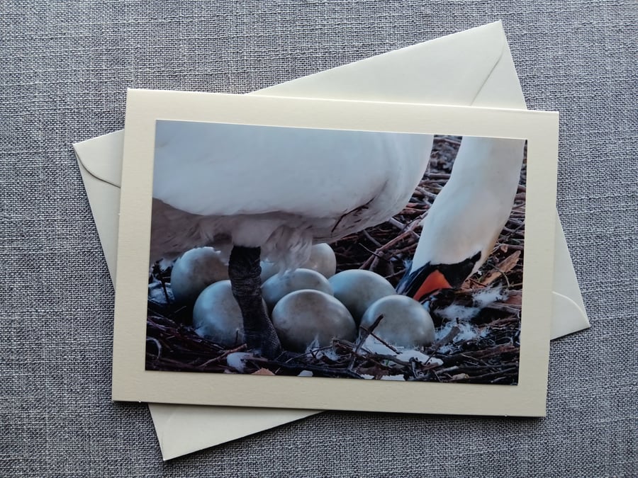 Mute Swan on Eggs Large Photographic Card 7" x 5" (18 x 12cm) Blank