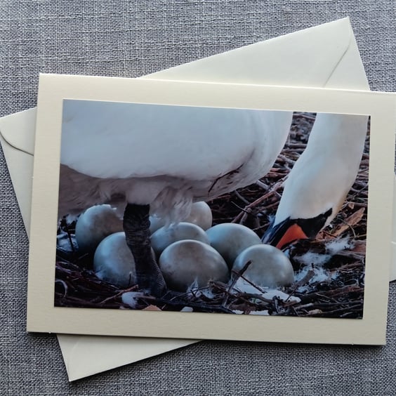 Mute Swan on Eggs Large Photographic Card 7" x 5" (18 x 12cm) Blank