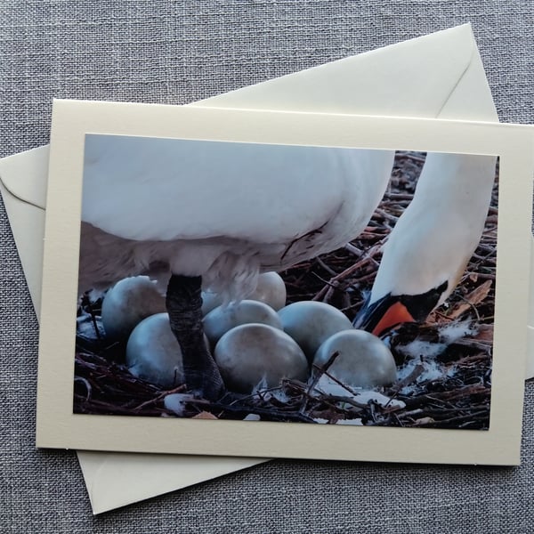 Mute Swan on Eggs Large Photographic Card 7" x 5" (18 x 12cm) Blank