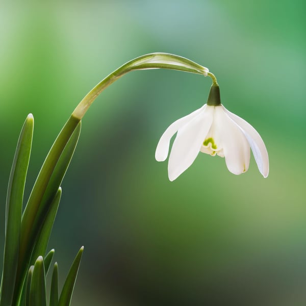Double Snowdrops print