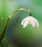Double Snowdrops print - Image 1