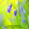 Exclusive Bluebells Greetings Card