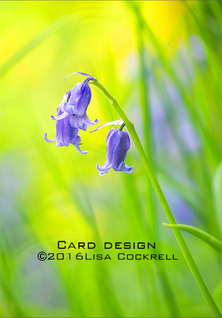 Exclusive Bluebells Greetings Card