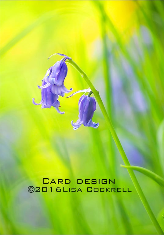 Exclusive Bluebells Greetings Card