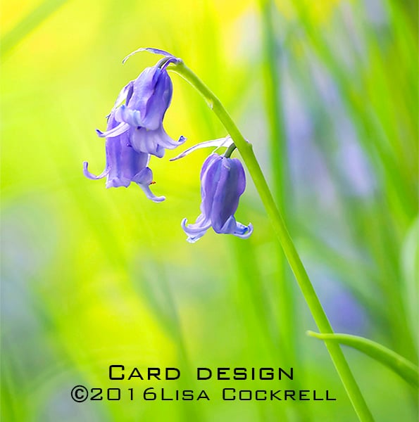 Exclusive Bluebells Greetings Card