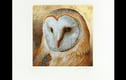 Limited Edition Prints