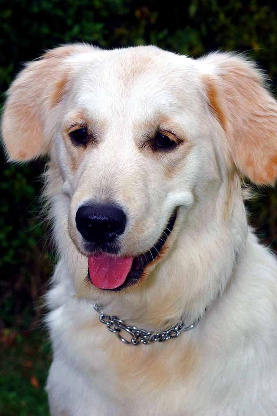 Golden Retriever Dog Portrait Photograph Print